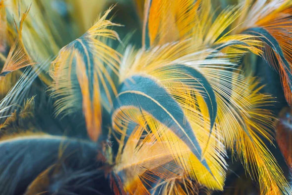 Blue & Yellow Feathers Photograph Print 100% Australian Made Stretched Canvas Ready to Hang - 1891