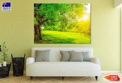 Old Green Tree on Park Photograph Print 100% Australian Made Stretched Canvas Ready to Hang - 1688