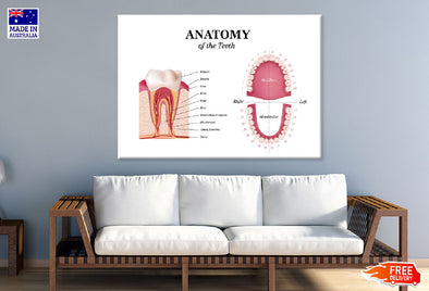 Adult Tooth Anatomy Chart Vector Print 100% Australian Made Stretched Canvas Ready to Hang - 1667