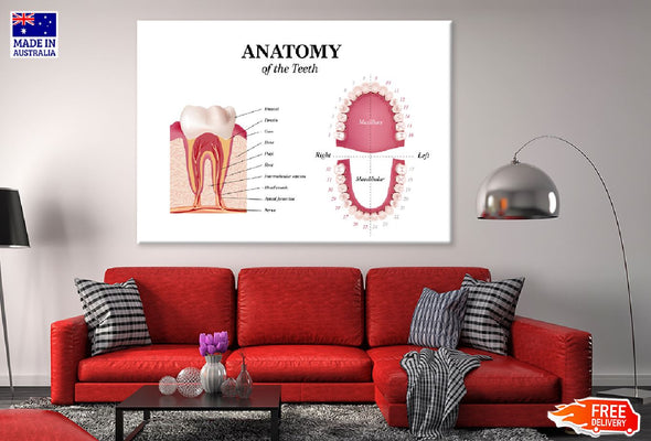 Adult Tooth Anatomy Chart Vector Print 100% Australian Made Stretched Canvas Ready to Hang - 1667