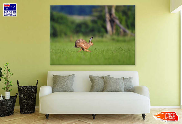 Rabbit Running on Grass Field Print 100% Australian Made Stretched Canvas Ready to Hang - 1210