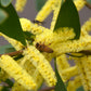 Acacia longifolia Plant View Print 100% Australian Made Stretched Canvas Ready to Hang - 1559