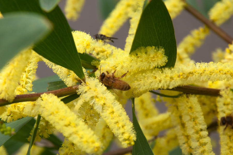 Acacia longifolia Plant View Print 100% Australian Made Stretched Canvas Ready to Hang - 1559