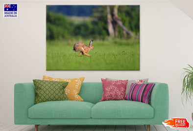 Rabbit Running on Grass Field Print 100% Australian Made Stretched Canvas Ready to Hang - 1210