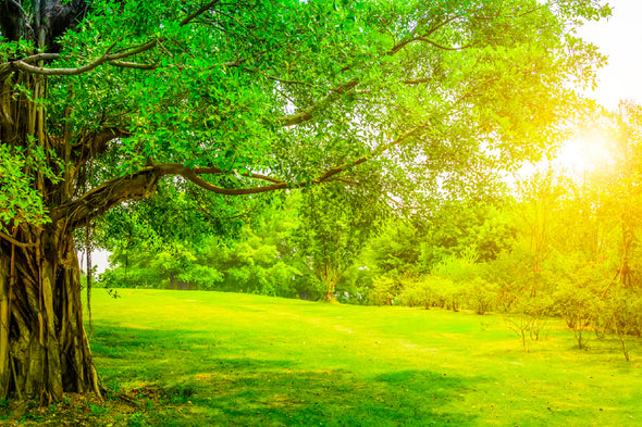 Old Green Tree on Park Photograph Print 100% Australian Made Stretched Canvas Ready to Hang - 1688