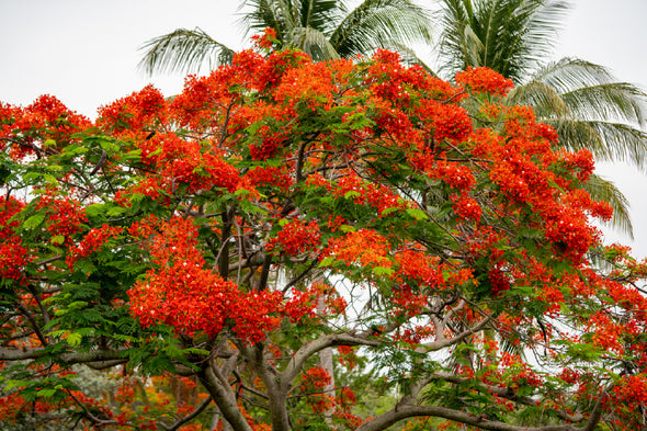 Royal Poinciana Tree Photograph Print 100% Australian Made Stretched Canvas Ready to Hang - 1770