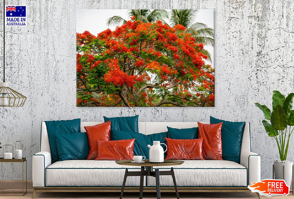 Royal Poinciana Tree Photograph Print 100% Australian Made Stretched Canvas Ready to Hang - 1770