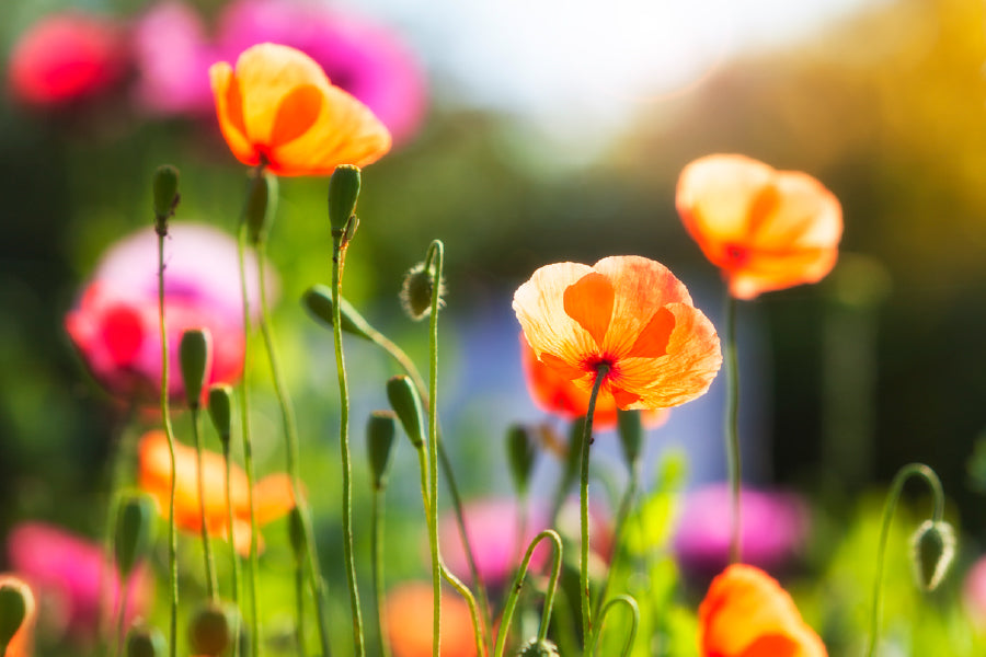 Orange Poppy Flowers Plant View Print 100% Australian Made Stretched Canvas Ready to Hang - 1642