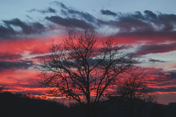 Dead Tree & Red Sky Photograph Print 100% Australian Made Stretched Canvas Ready to Hang - 1772