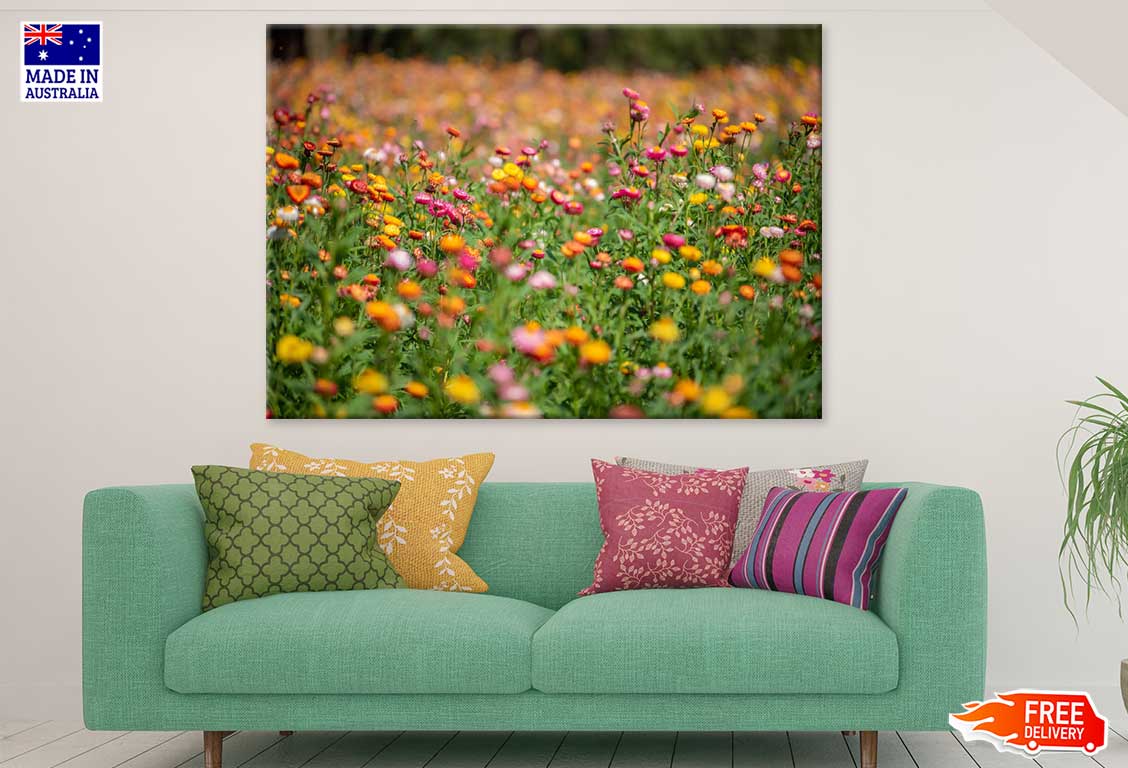 Golden Yellow Strawflower Field Print 100% Australian Made Stretched Canvas Ready to Hang - 1643