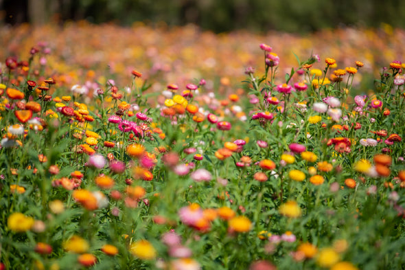 Golden Yellow Strawflower Field Print 100% Australian Made Stretched Canvas Ready to Hang - 1643