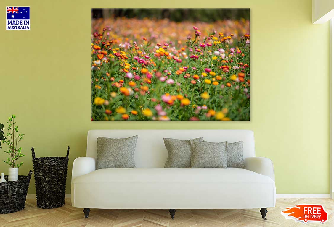 Golden Yellow Strawflower Field Print 100% Australian Made Stretched Canvas Ready to Hang - 1643