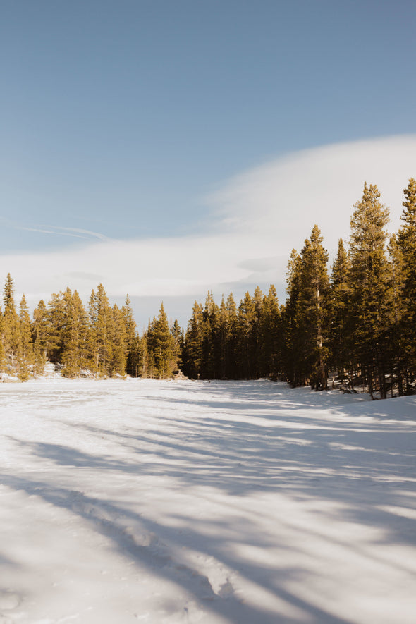 Green Pine Trees on Snow Field Print 100% Australian Made Stretched Canvas Ready to Hang - 1095