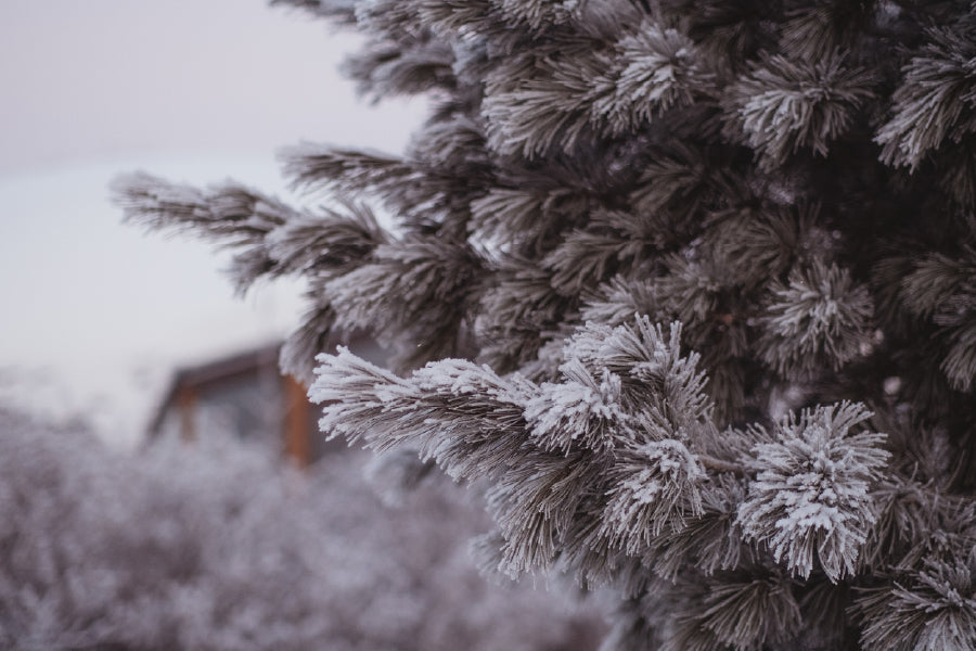 Snow Covered Fir Tree Photograph Print 100% Australian Made Stretched Canvas Ready to Hang - 1773