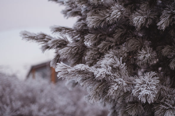 Snow Covered Fir Tree Photograph Print 100% Australian Made Stretched Canvas Ready to Hang - 1773