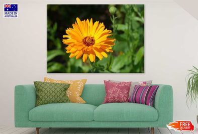 Calendula Flower Closeup View Print 100% Australian Made Stretched Canvas Ready to Hang - 1644