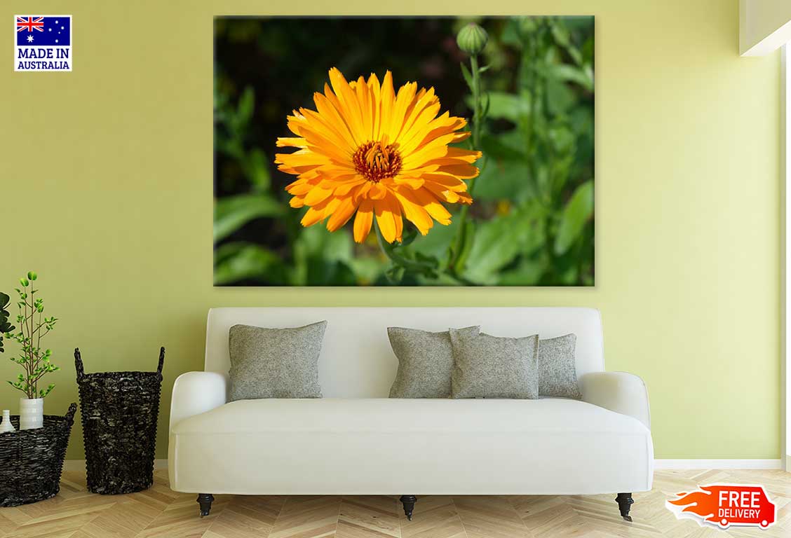 Calendula Flower Closeup View Print 100% Australian Made Stretched Canvas Ready to Hang - 1644