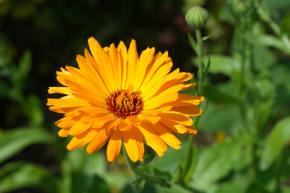 Calendula Flower Closeup View Print 100% Australian Made Stretched Canvas Ready to Hang - 1644