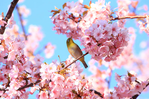 Bird on Pink Cherry Flower Tree Print 100% Australian Made Stretched Canvas Ready to Hang - 1645