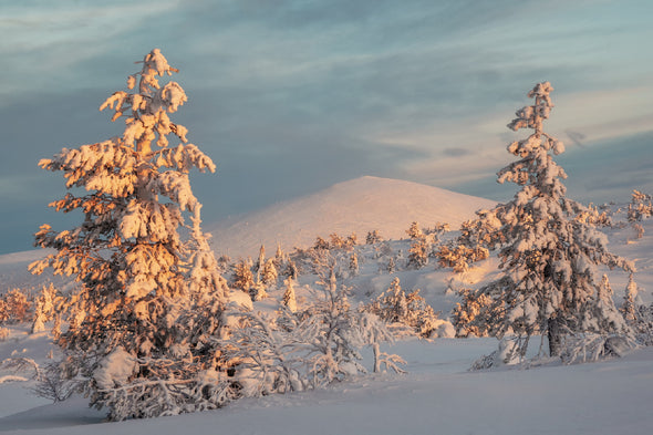 Snow Covered Fir Trees Sunset Print 100% Australian Made Stretched Canvas Ready to Hang - 1774