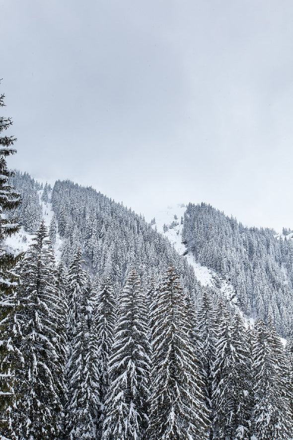 Snow Falling Pine Forest View Print 100% Australian Made Stretched Canvas Ready to Hang - 1097