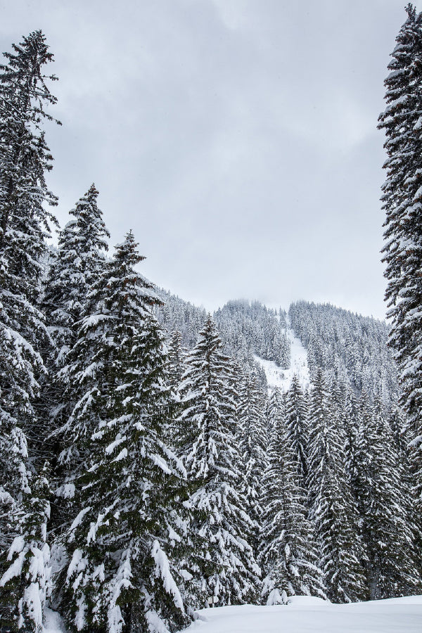 Snow Covered Pine Forest Trees Print 100% Australian Made Stretched Canvas Ready to Hang - 1098