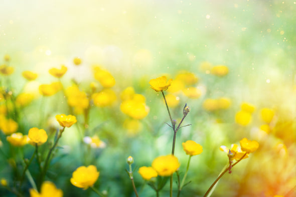 Buttercup Flower Field Photograph Print 100% Australian Made Stretched Canvas Ready to Hang - 1647