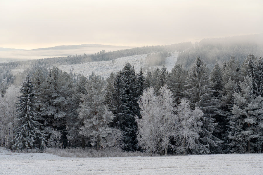 Winter Frozen Trees Photograph Print 100% Australian Made Stretched Canvas Ready to Hang - 1776