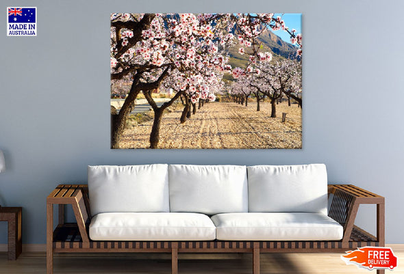 Blossom Trees Pathway Photograph Print 100% Australian Made Stretched Canvas Ready to Hang - 1777