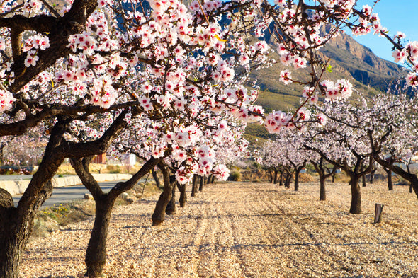 Blossom Trees Pathway Photograph Print 100% Australian Made Stretched Canvas Ready to Hang - 1777