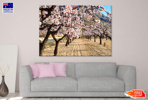 Blossom Trees Pathway Photograph Print 100% Australian Made Stretched Canvas Ready to Hang - 1777