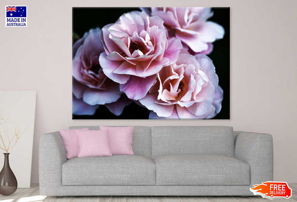 Drum Rose Flower Closeup View Print 100% Australian Made Stretched Canvas Ready to Hang - 1648