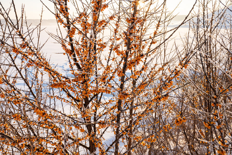 Bush Tree in Snow Field View Print 100% Australian Made Stretched Canvas Ready to Hang - 1778