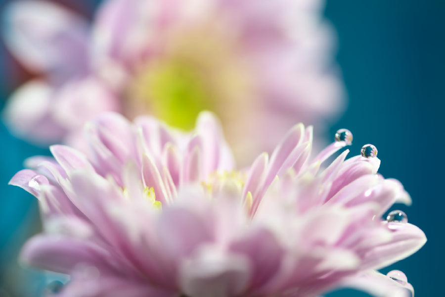 Purple Aster Flower Closeup View Print 100% Australian Made Stretched Canvas Ready to Hang - 1650