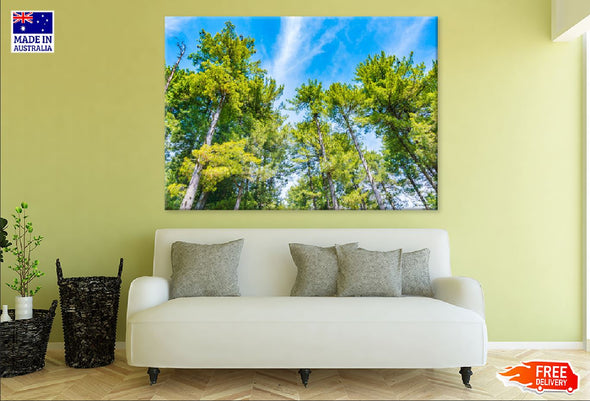 Pine Trees with Blue Sky View Print 100% Australian Made Stretched Canvas Ready to Hang - 1689