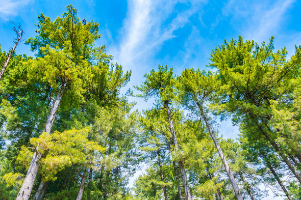 Pine Trees with Blue Sky View Print 100% Australian Made Stretched Canvas Ready to Hang - 1689