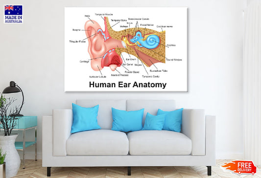 Human Ear Anatomy Vector Design Print 100% Australian Made Stretched Canvas Ready to Hang - 2394