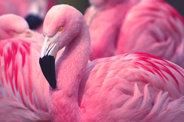 Pink Chilean Flamingo Photograph Print 100% Australian Made Stretched Canvas Ready to Hang - 1211