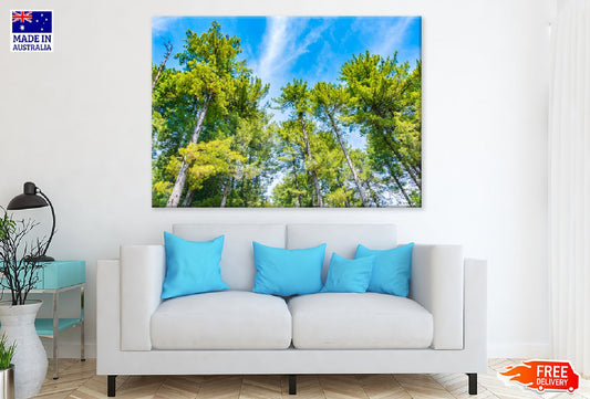 Pine Trees with Blue Sky View Print 100% Australian Made Stretched Canvas Ready to Hang - 1689