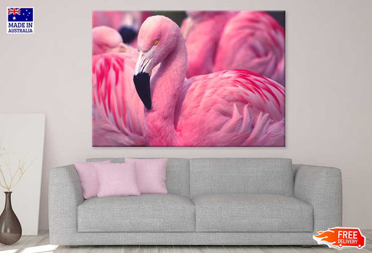 Pink Chilean Flamingo Photograph Print 100% Australian Made Stretched Canvas Ready to Hang - 1211