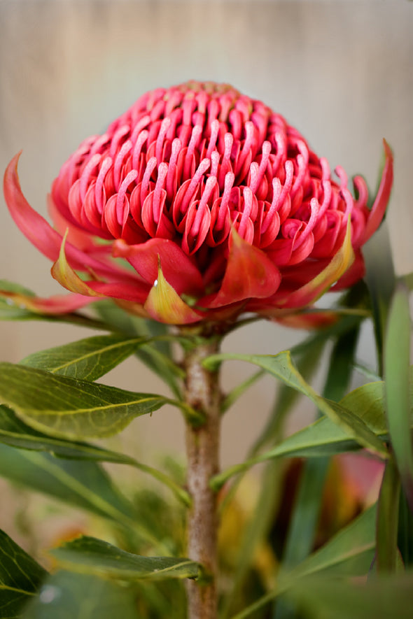 Waratah Flower with Plant View Print 100% Australian Made Stretched Canvas Ready to Hang - 1560