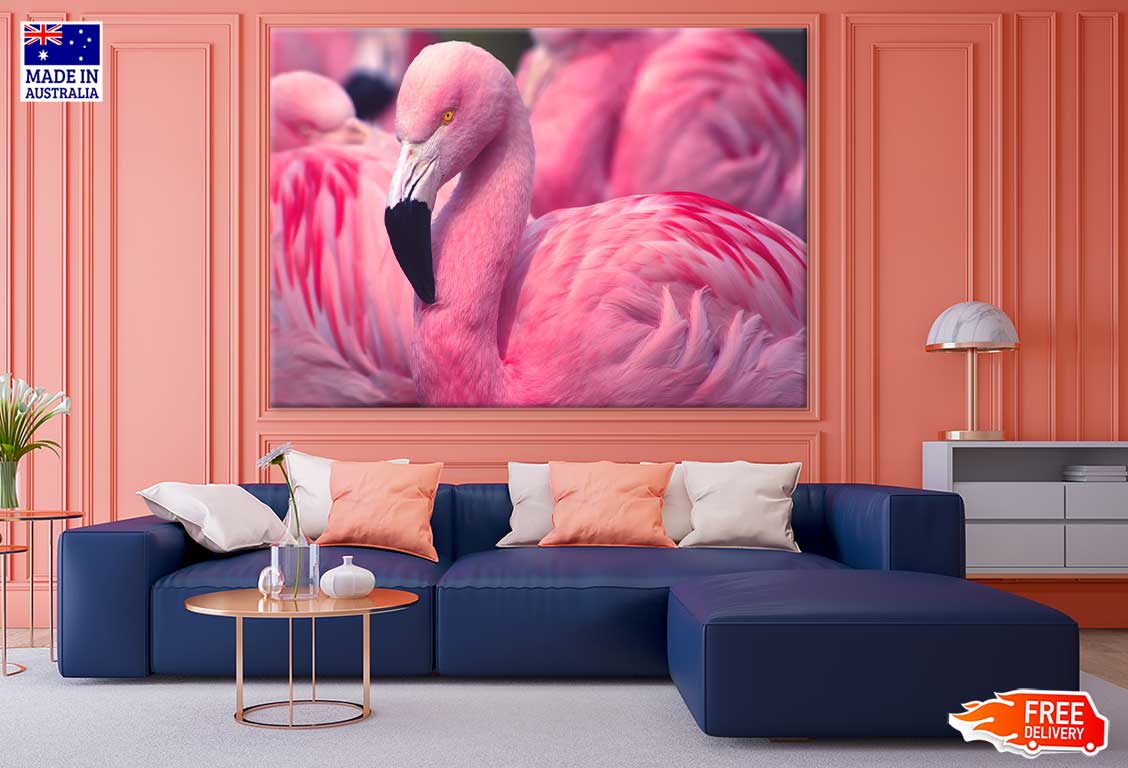 Pink Chilean Flamingo Photograph Print 100% Australian Made Stretched Canvas Ready to Hang - 1211