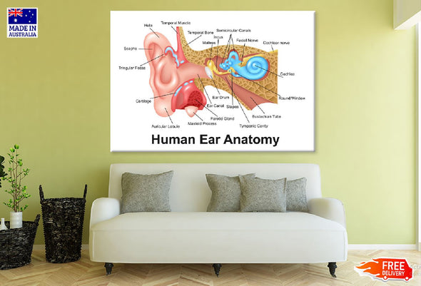 Human Ear Anatomy Vector Design Print 100% Australian Made Stretched Canvas Ready to Hang - 2394