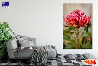 Waratah Flower with Plant View Print 100% Australian Made Stretched Canvas Ready to Hang - 1560