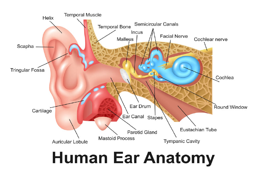 Human Ear Anatomy Vector Design Print 100% Australian Made Stretched Canvas Ready to Hang - 2394