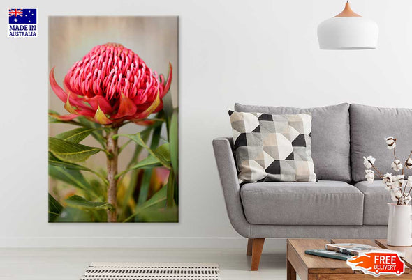 Waratah Flower with Plant View Print 100% Australian Made Stretched Canvas Ready to Hang - 1560